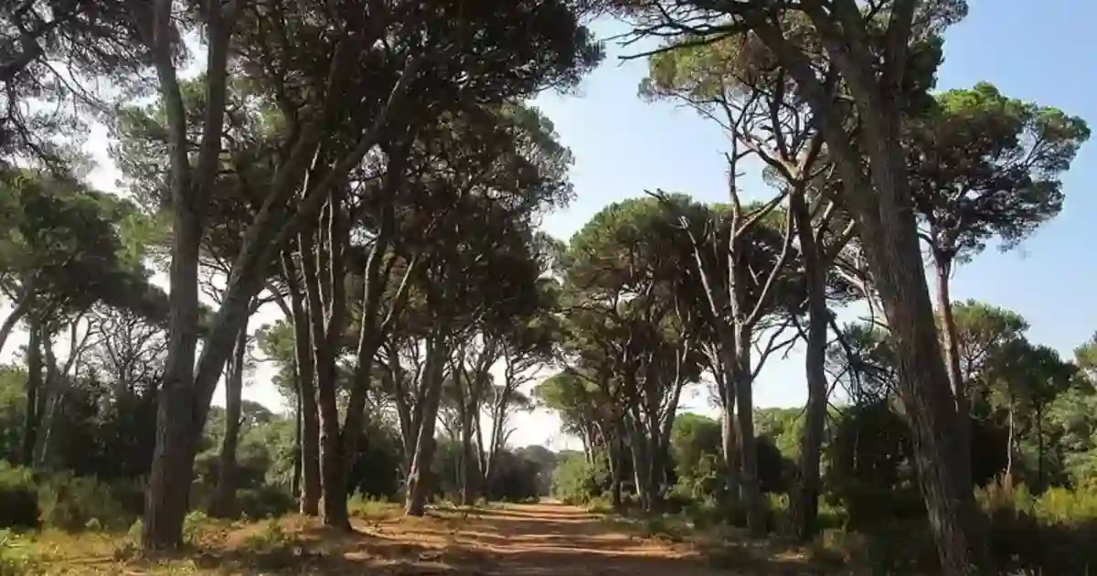 حديقة ميغليارينو-سان روسور-ماساسيوكولي الطبيعية Le parc naturel Migliarino-San Rossore-Massaciuccoli